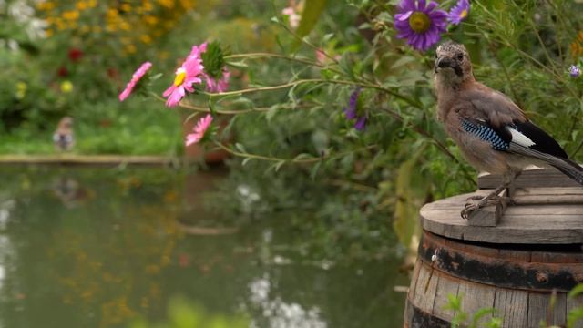 Kənd Həyatı. Сезон красного перца в деревне — домашний острый соус...