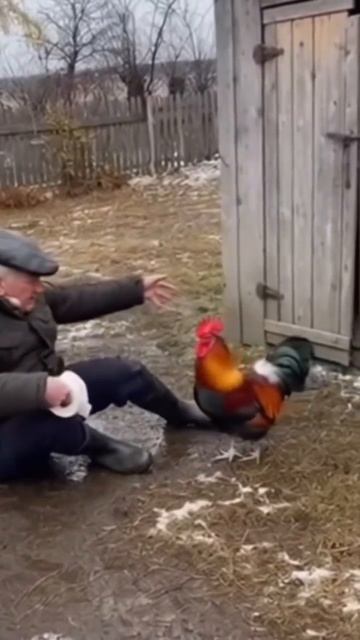 Мужик и петух