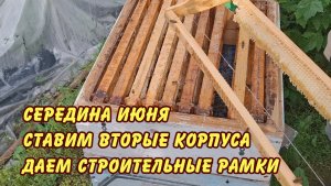 пчеловодство. середина июня ставим вторые корпуса даем строительные рамки
