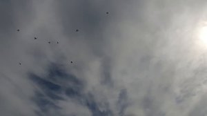 18.06.26 г. Андижанская порода голубей (1)