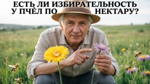 Есть ли у пчёл любимые цветы? Избирательность по нектару — миф или реальность? | Кашковский 🐝🌼
