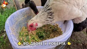 Содержание кур в домашних условиях и других птиц во дворе у Роберта 🐣🐤🦆🐔🪿🦃 (527)