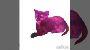 Модный котенок Кофе