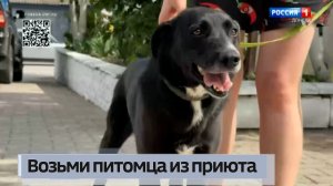 Возьми питомца из приюта. Чернушка