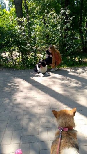 собака улыбака сиба приколы -девочки балуются
