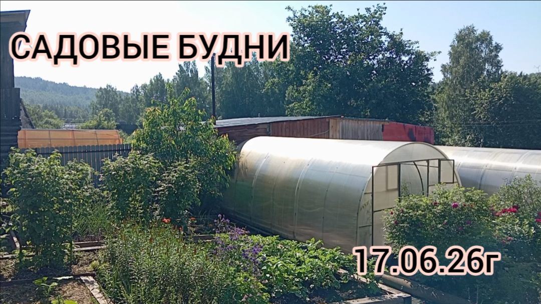 САДОВЫЕ БУДНИ/ ПЛАНЫ НА ДЕНЬ 17.06.26😁 смотреть онлайн