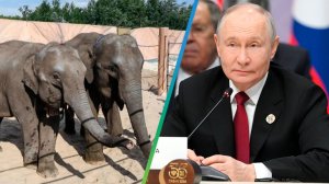 Путин пообещал самые лучшие условия содержания двум слонятам из Лаоса