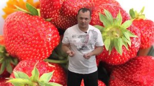 Уход за клубникой сразу после плодоношения.