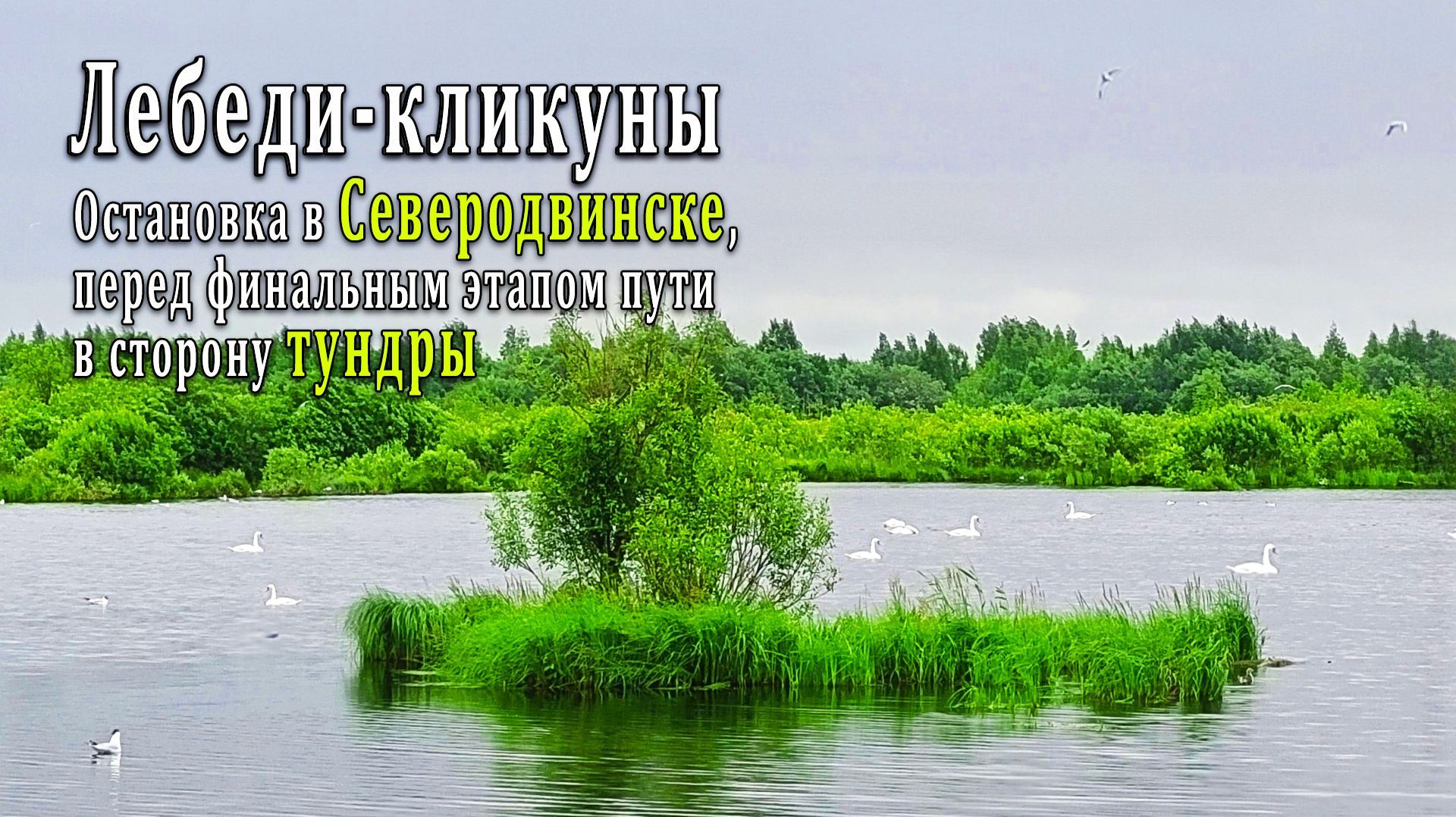 Лебеди-кликуны. Остановка в Северодвинске, перед финальным этапом пути в сторону тундры