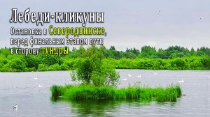 Лебеди-кликуны. Остановка в Северодвинске, перед финальным этапом пути в сторону тундры