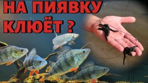 НА ПИЯВКУ КЛЮЁТ ?