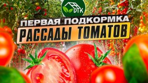 Первая прикормка рассады томатов. Чем, как и когда нужно подпитать рассаду томатов?