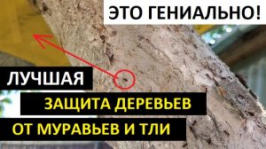 КАК ЗАЩИТИТЬ ДЕРЕВЬЯ ОТ МУРАВЬЕВ И ТЛИ