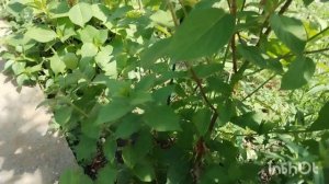 Кто хочет жить, тот живёт!  Снова пополнение.  Ремонт забора продолжается. Жизнь на юге.