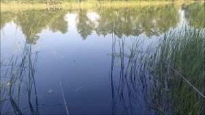 Рыбалка на Битюге и на пруду , село Карайчевка, Бутурлиновский район, 11.06.2026 года