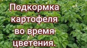 Подкормка картофеля в июне-июле: зола, монофосфат калия — во время цветения для крупных клубней