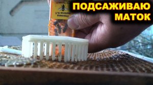 Подсаживаю покупных маток.