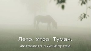 Фотоохота с Альбертом. Лето. Утро. Туман.