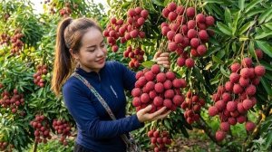 Собрала личи в саду и принесла на рынок. Были распроданы в мгновение ока. Энн. Вьетнам