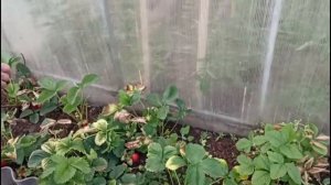 Наши деревенские будни 😊