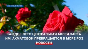 Каждое лето центральная аллея парка им. Ахматовой превращается в море роз