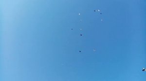 голуби сторчевого 2402 2024