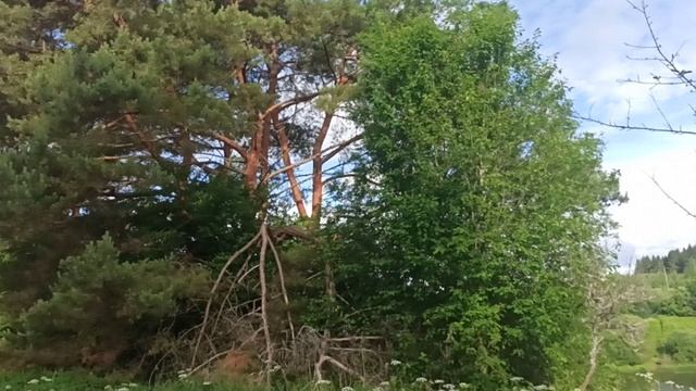 Влёсно ТВ. Утречком 17.06.26.mp4