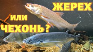 ЖЕРЕХ ИЛИ ЧЕХОНЬ ?