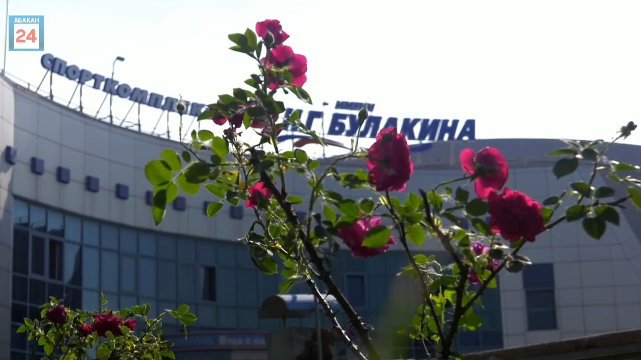 Особый подарок к юбилею столицы Хакасии - кустовые розы от семьи народного мэра Абакана