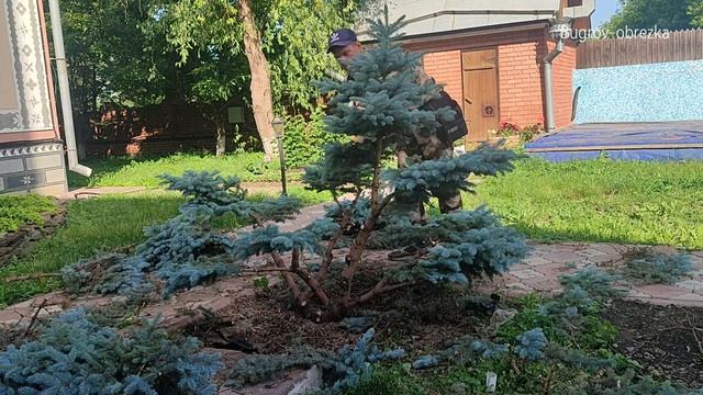 Первичная формировка ниваки из ели колючей. Бугров