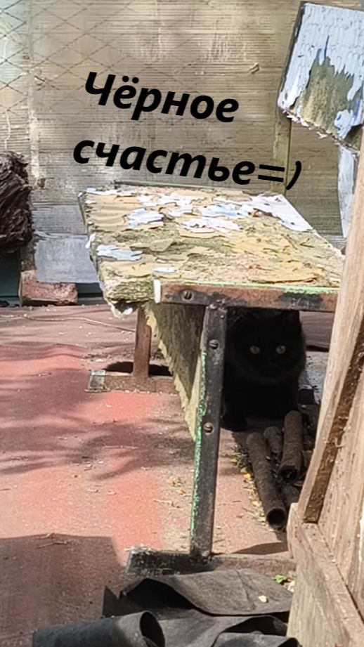Чёрное счастье зашло к нам на участок)) ..Жил да был Чёрный кот...