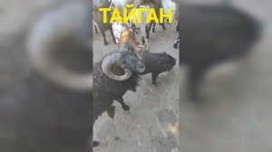 Крым ❤️ парк Львов Тайган 🐅 Кормим животных - горилла, енот полоскун, мини пигги, слониха, рыбки 🐟