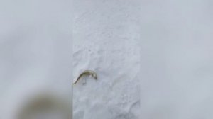 Отлично отловился по корюшке махалку и блёсны Тритон-мормышка и Мурена-мормышка от Mr. Musurok 🔥