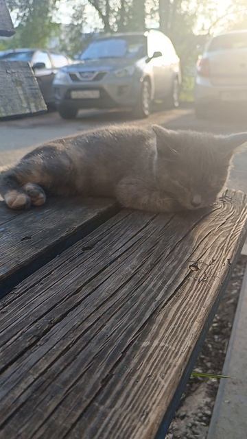 Выкинули котёнка на улицу смотреть онлайн