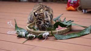 🐻🐯Праздник драконьих лодок в зоопарке Куньмина (1)