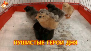 Цыплята под лампой 12 часов от роду, все разные и ничего не понимают (2)