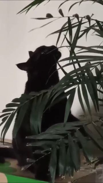 Не кормят кошку 😭