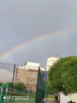 за нами погнались собаки