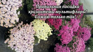 Жалею, что раньше так не сажала ХРИЗАНТЕМЫ МУЛЬТИФЛОРЫ!!