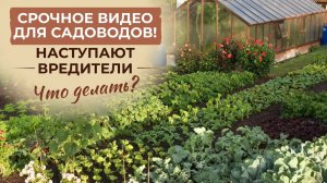 Средство от вредителей – убивает наповал! Биопрепарат Туринбаш.
