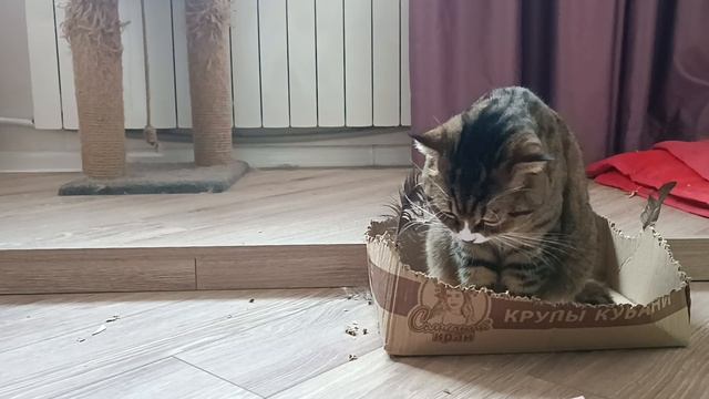 Наплевательское отношение кота Афанасия 😂🐱