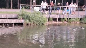 Полно Уток на Городском пруду в Белебее