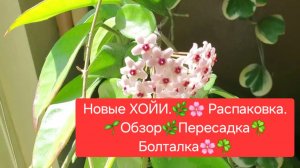 Новые ХОЙИ.🌷 Распаковка.🎁 Обзор.🌿 Пересадка. 🌼Болталка.😉🌸