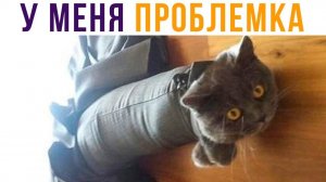 ЛЮБОЙ КОТ 24/7)) Приколы