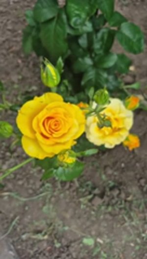 Алиса Неземная. ЦЕНТР СЕЛА В РОЗАХ🌹🥀⚘️ КЛАССНЫЕ ПОКУПОЧКИ☺️