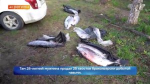 ТОРГОВЦЕВ БРАКОНЬЕРСКОЙ РЫБОЙ ПОЙМАЛИ НА КАМЧАТКЕ • НОВОСТИ КАМЧАТКИ