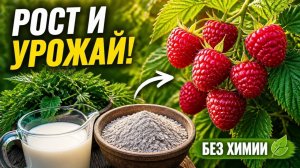 Подкормка малины в июне для крупных ягод: зола, йод, борная кислота — бюджетные рецепты без химии
