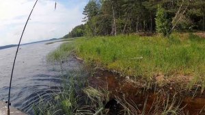 Рыбалка в Карелии с ночевкой. Чуть не наступил на змею. Красивая природа. Лес.