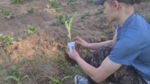 Он первый раз в жизни посадил сам рассаду😁