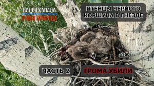 Грома убили. Птенцы Черного Коршуна в гнезде. Часть 2